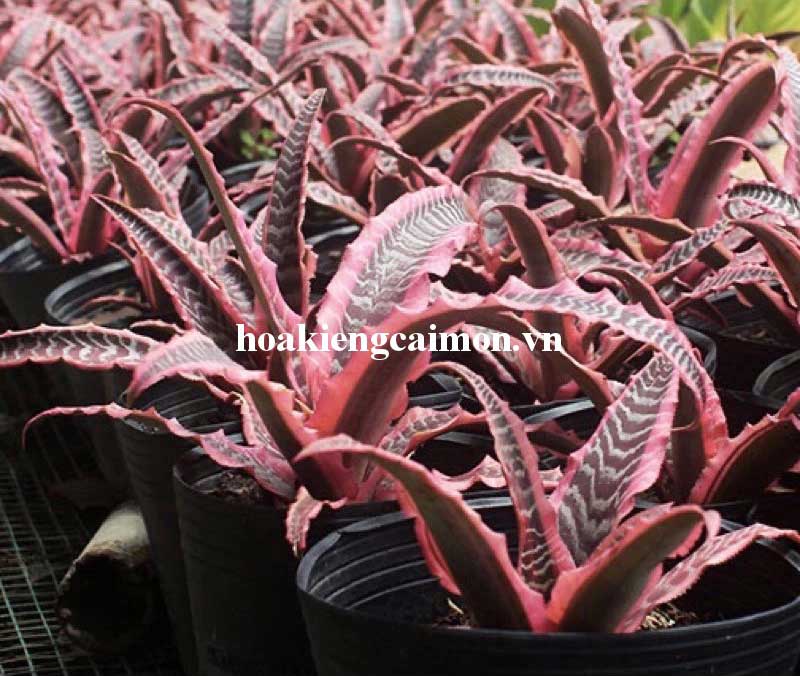 Cây Kiểng Lá Dứa Hồng Phụng