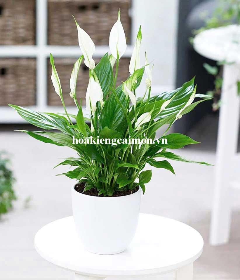 Cây Kiểng Lá Lan Ý