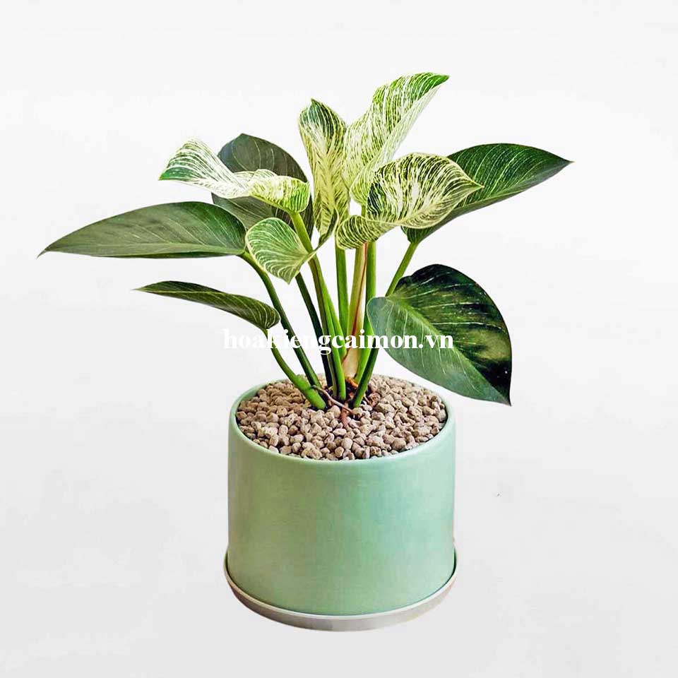 Cây Kiểng Lá Trầu Bà Đế Vương Kim Cương - Ảnh 23