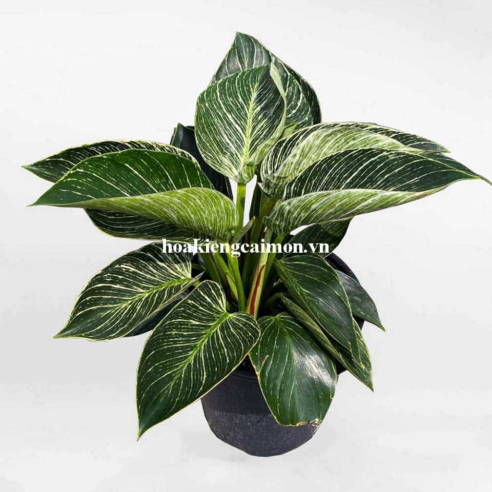 Cây Kiểng Lá Trầu Bà Đế Vương Kim Cương - Ảnh 5