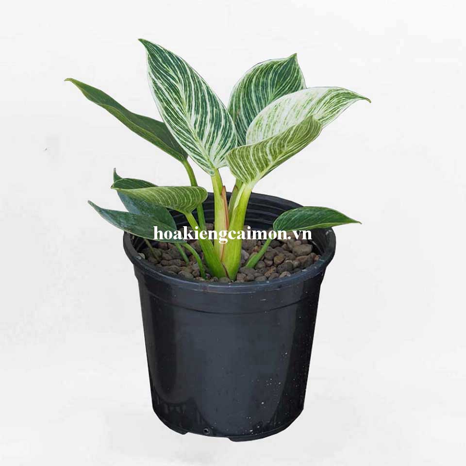 Cây Kiểng Lá Trầu Bà Đế Vương Kim Cương - Ảnh 6