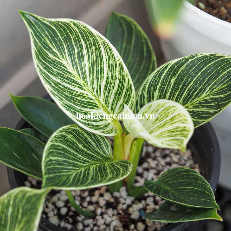 Cây Kiểng Lá Trầu Bà Đế Vương Kim Cương