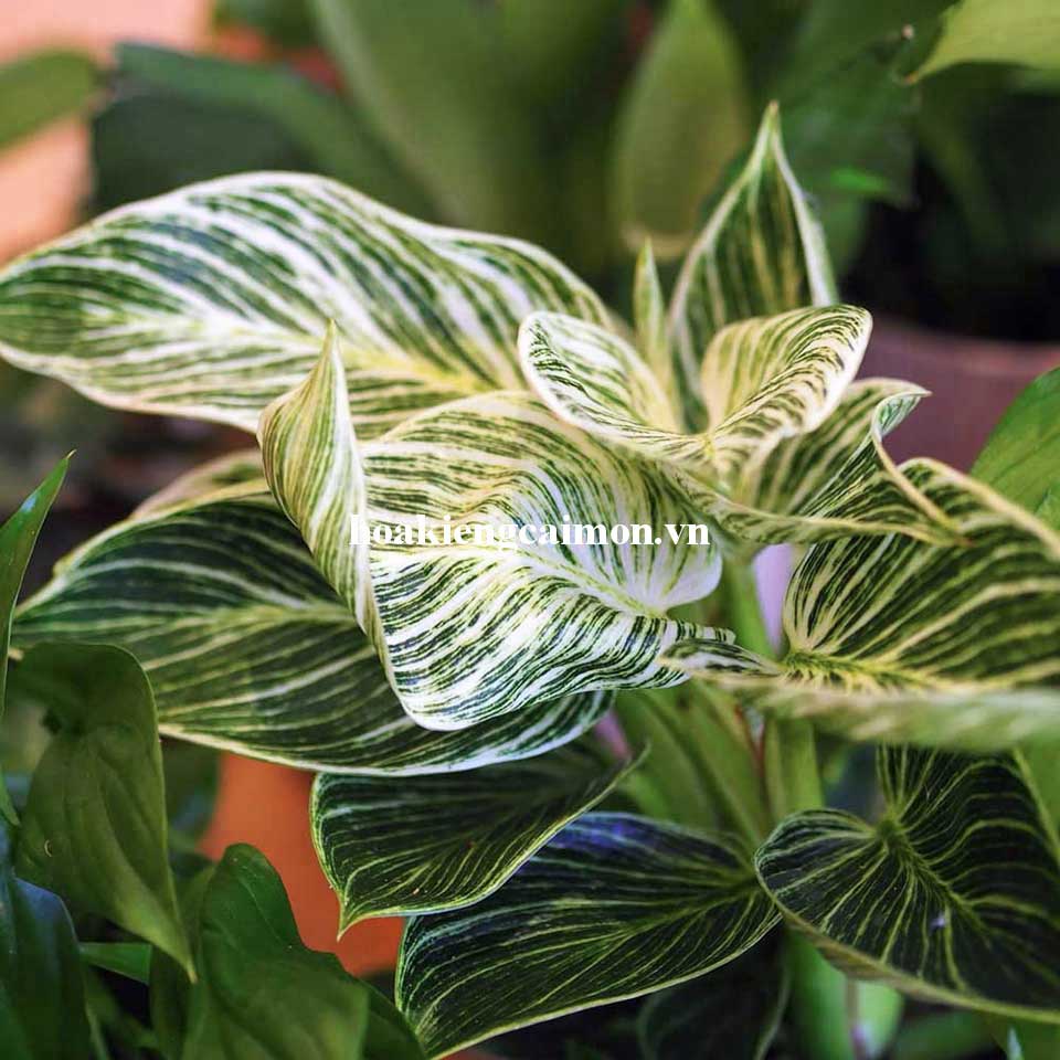 Cây Kiểng Lá Trầu Bà Đế Vương Kim Cương - Ảnh 9