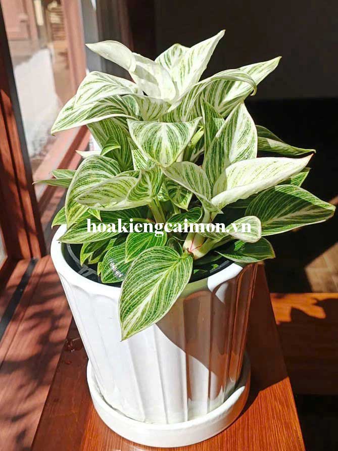 Cây Kiểng Lá Trầu Bà Đế Vương Kim Cương - Ảnh 11