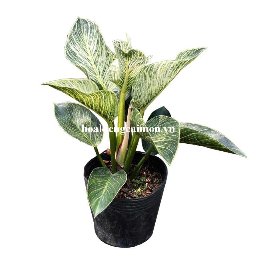 Cây Kiểng Lá Trầu Bà Đế Vương Kim Cương - Ảnh 24