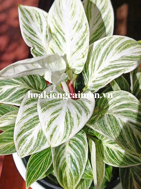 Cây Kiểng Lá Trầu Bà Đế Vương Kim Cương - Ảnh 12
