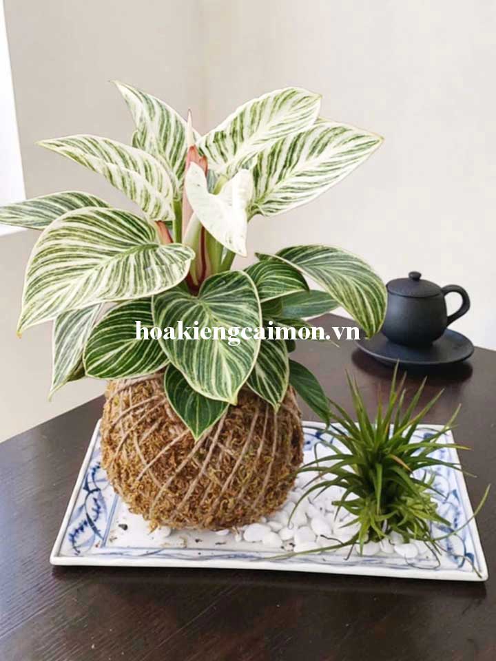 Cây Kiểng Lá Trầu Bà Đế Vương Kim Cương - Ảnh 13