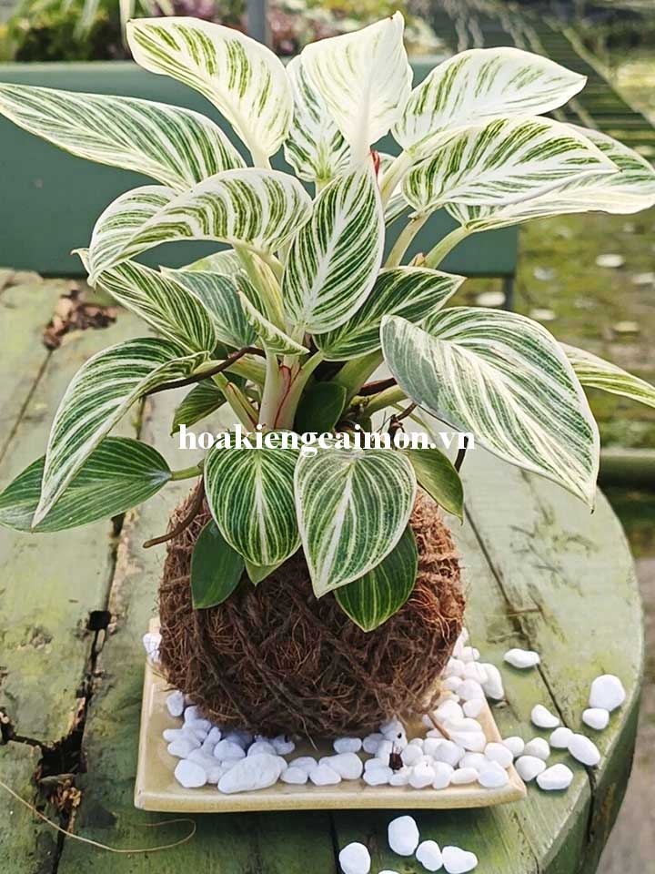 Cây Kiểng Lá Trầu Bà Đế Vương Kim Cương - Ảnh 14