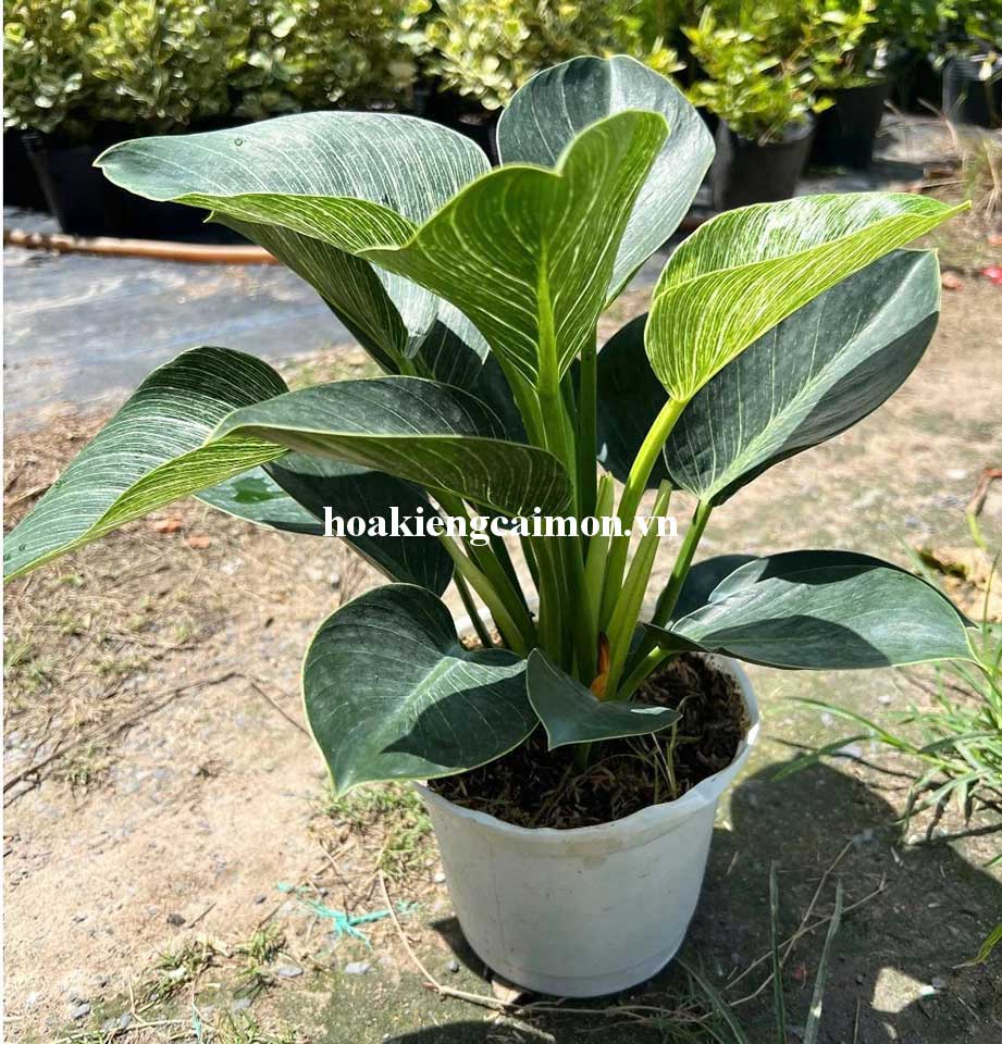Cây Kiểng Lá Trầu Bà Đế Vương Kim Cương - Ảnh 29