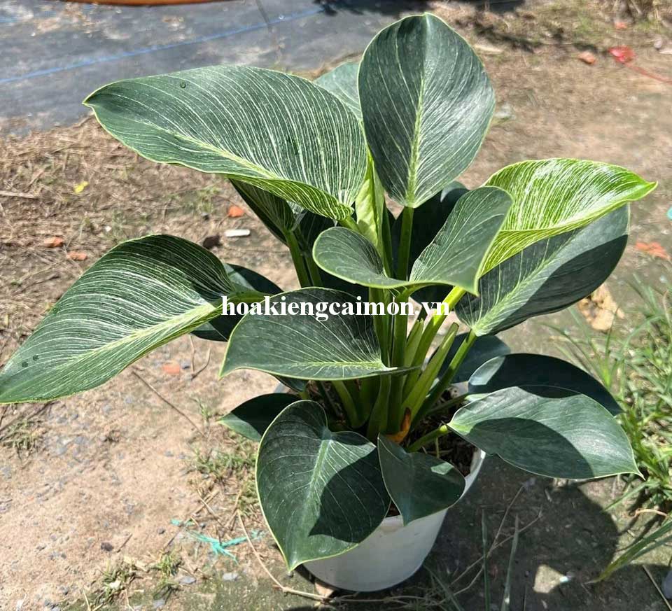 Cây Kiểng Lá Trầu Bà Đế Vương Kim Cương - Ảnh 15