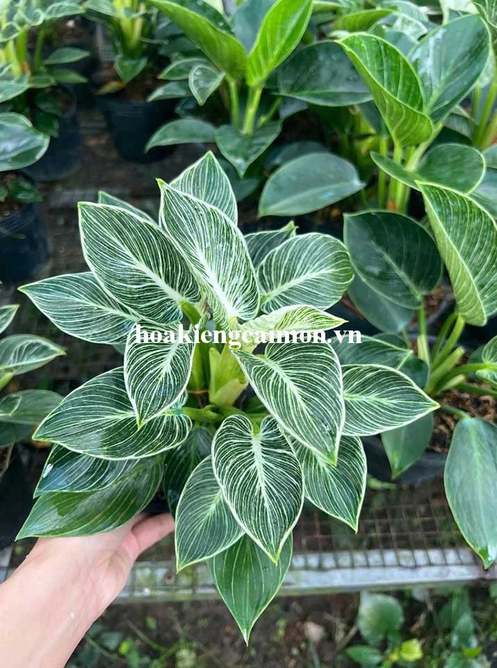 Cây Kiểng Lá Trầu Bà Đế Vương Kim Cương - Ảnh 16