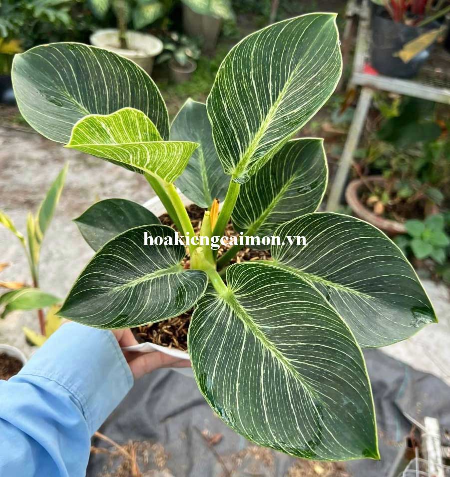 Cây Kiểng Lá Trầu Bà Đế Vương Kim Cương - Ảnh 17