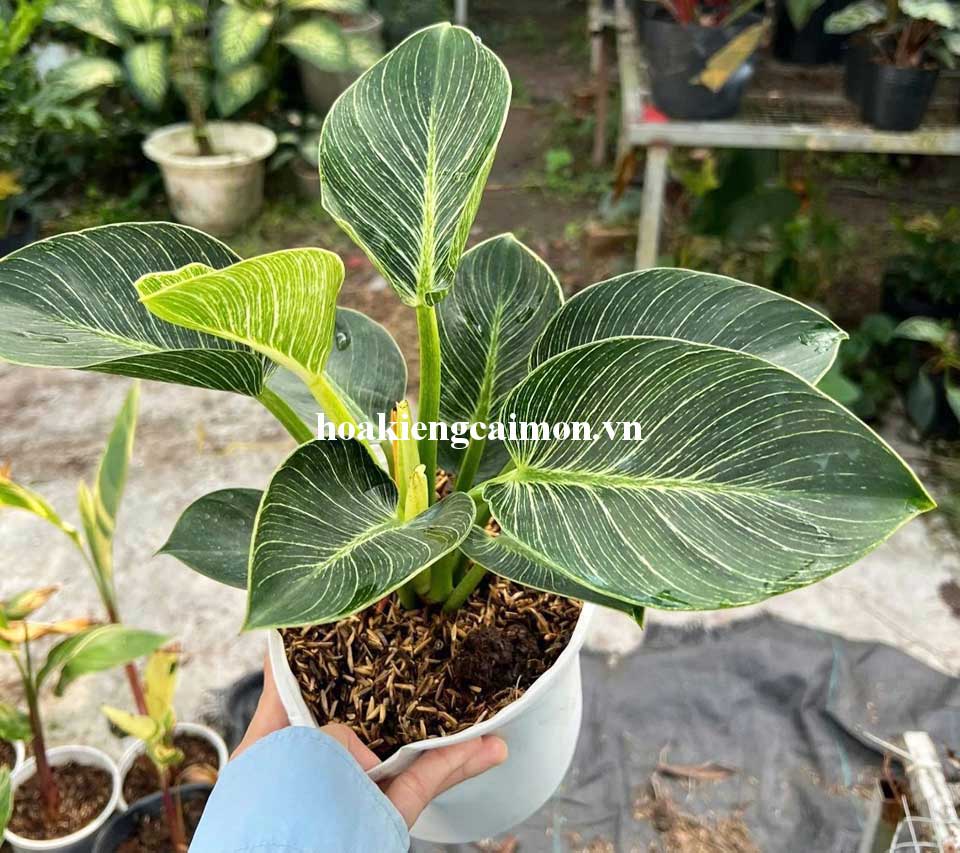 Cây Kiểng Lá Trầu Bà Đế Vương Kim Cương - Ảnh 18