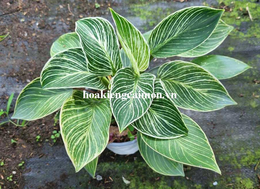 Cây Kiểng Lá Trầu Bà Đế Vương Kim Cương - Ảnh 19