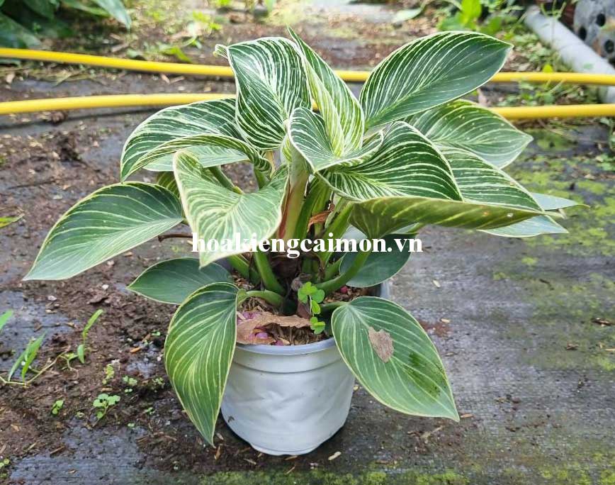 Cây Kiểng Lá Trầu Bà Đế Vương Kim Cương - Ảnh 20