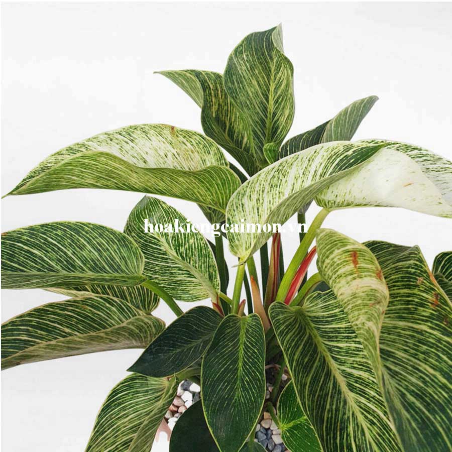 Cây Kiểng Lá Trầu Bà Đế Vương Kim Cương - Ảnh 25