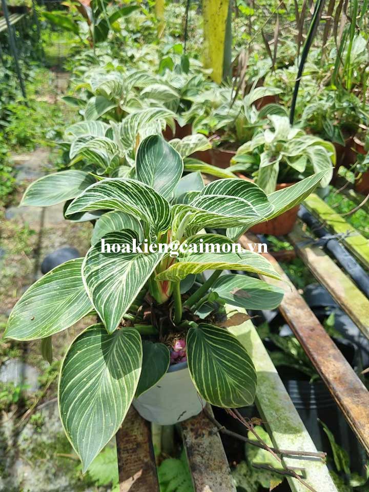 Cây Kiểng Lá Trầu Bà Đế Vương Kim Cương - Ảnh 21
