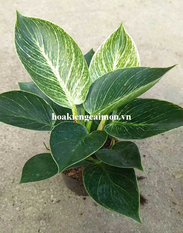 Cây Kiểng Lá Trầu Bà Đế Vương Kim Cương - Ảnh 22