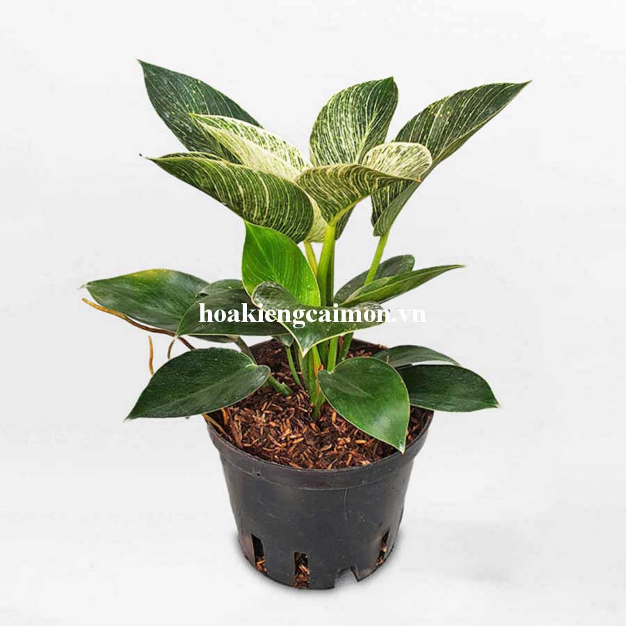 Cây Kiểng Lá Trầu Bà Đế Vương Kim Cương - Ảnh 26