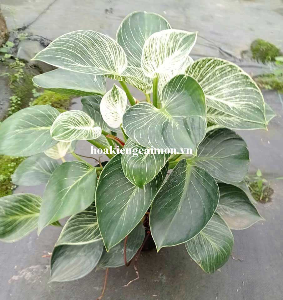 Cây Kiểng Lá Trầu Bà Đế Vương Kim Cương - Ảnh 27