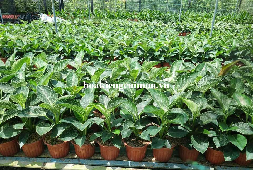 Cây Kiểng Lá Trầu Bà Đế Vương Kim Cương - Ảnh 28