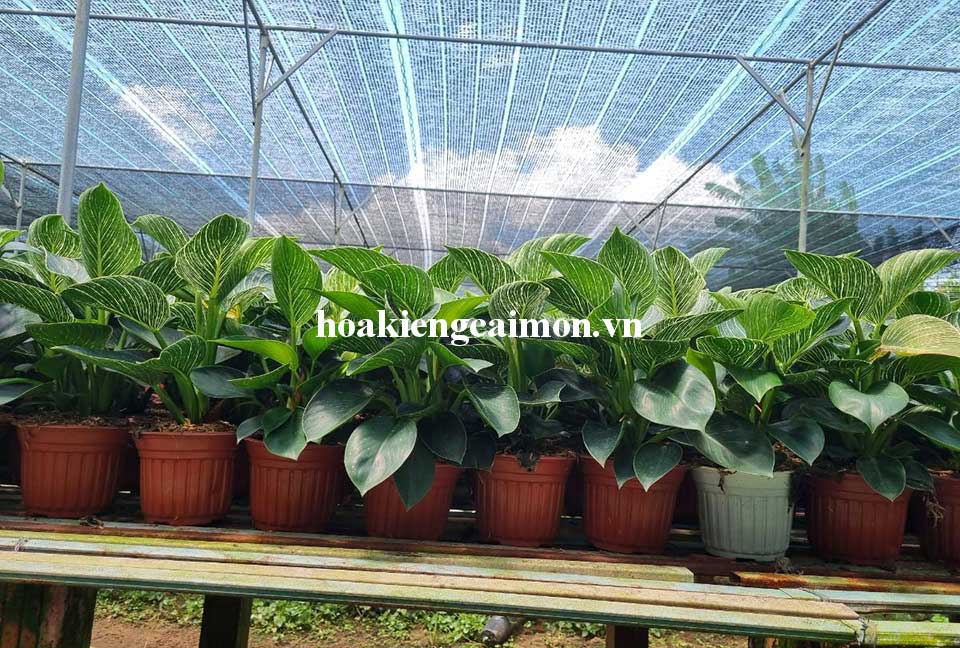 Cây Kiểng Lá Trầu Bà Đế Vương Kim Cương - Ảnh 2