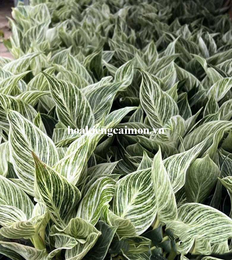 Cây Kiểng Lá Trầu Bà Đế Vương Kim Cương - Ảnh 4