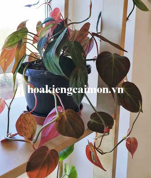 Cây Kiểng Lá Trầu Bà Lá Nhung Micans - Ảnh 9