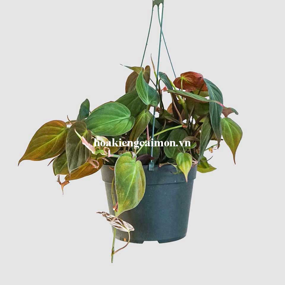 Cây Kiểng Lá Trầu Bà Lá Nhung Micans - Ảnh 10