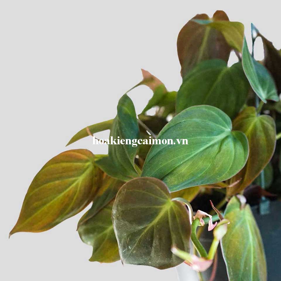 Cây Kiểng Lá Trầu Bà Lá Nhung Micans - Ảnh 11