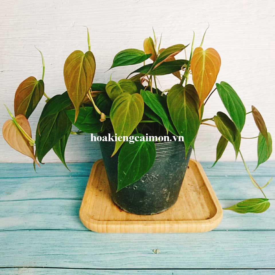 Cây Kiểng Lá Trầu Bà Lá Nhung Micans - Ảnh 13