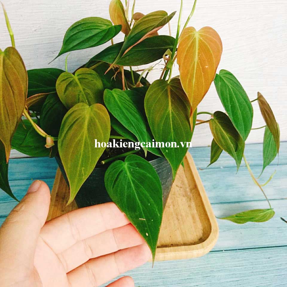 Cây Kiểng Lá Trầu Bà Lá Nhung Micans - Ảnh 14