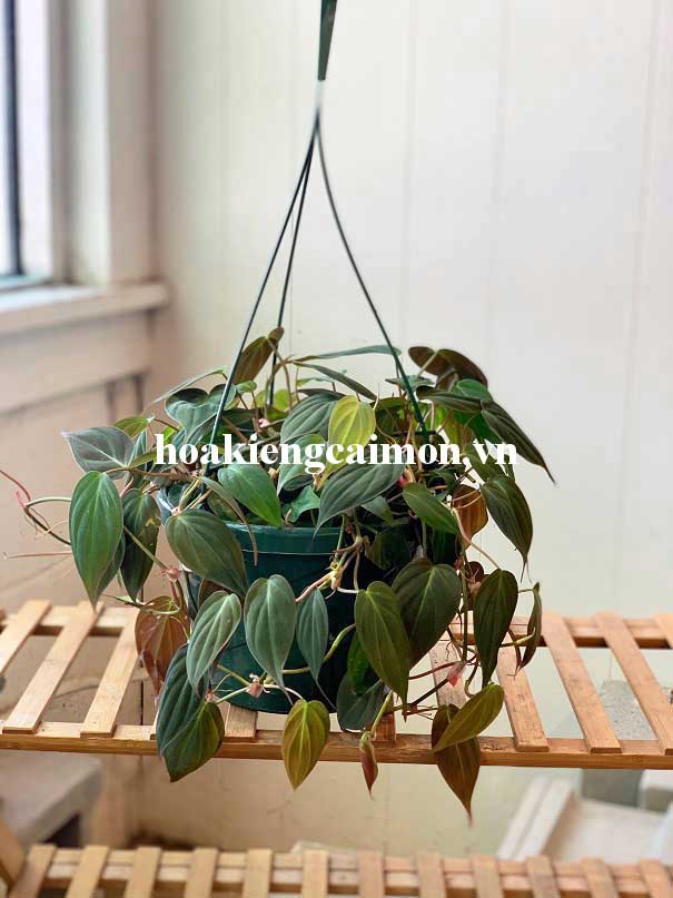 Cây Kiểng Lá Trầu Bà Lá Nhung Micans - Ảnh 18