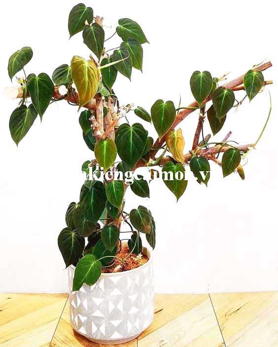 Cây Kiểng Lá Trầu Bà Lá Nhung Micans - Ảnh 4