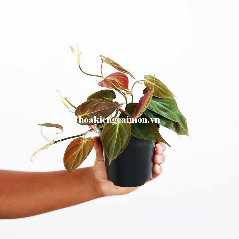 Cây Kiểng Lá Trầu Bà Lá Nhung Micans - Ảnh 5