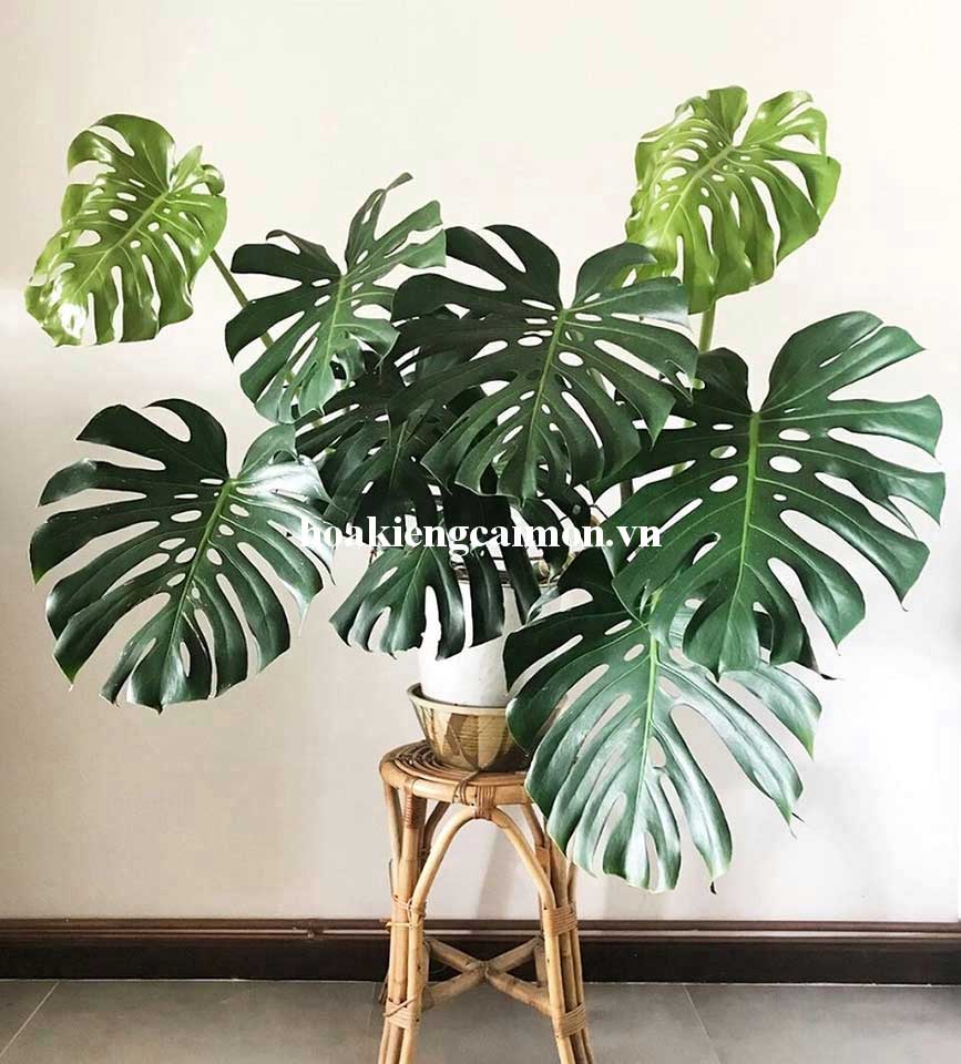 Cây Kiểng Lá Trầu Bà Lá Xẻ