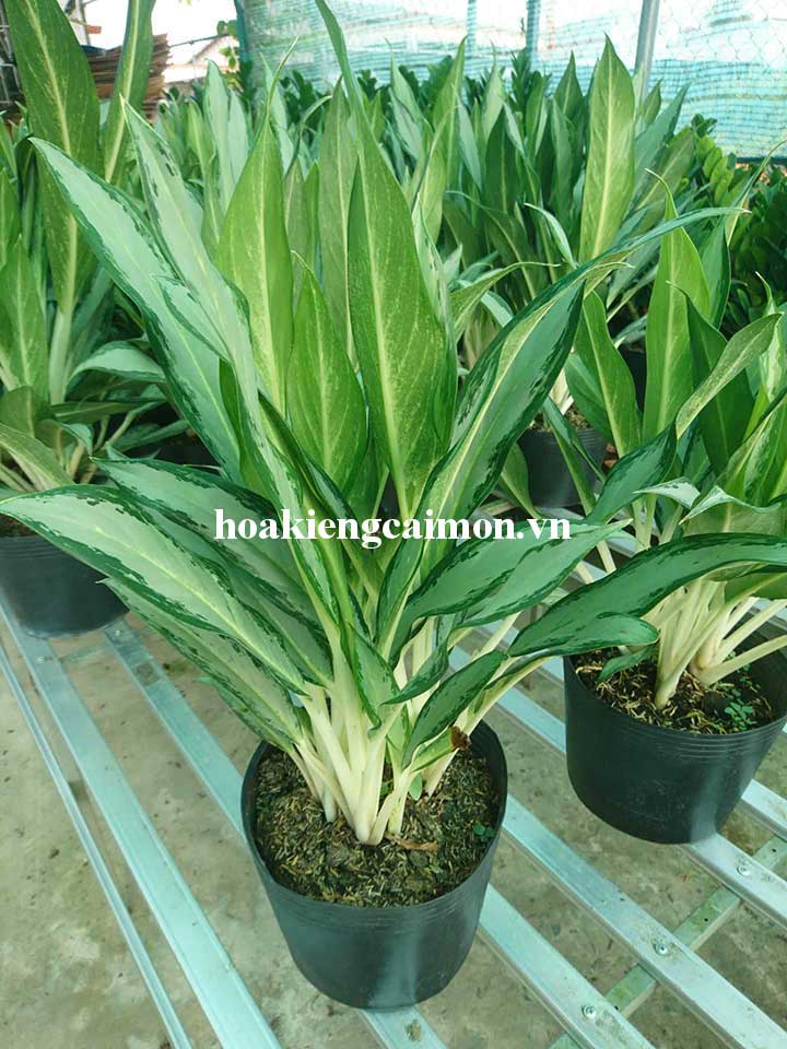 Cây Kiểng Lá Giữ Tiền