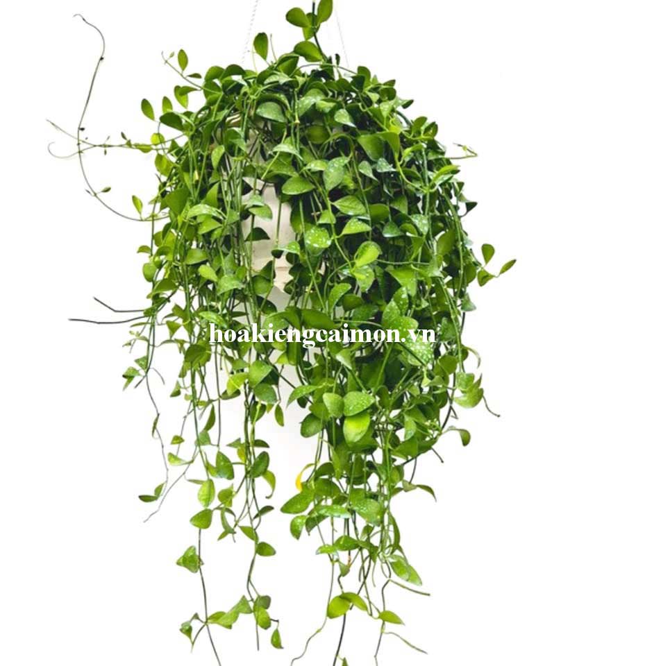Cây Kiểng Lá Lan Hạt Dưa Xanh