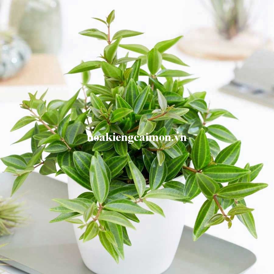 Cây Kiểng Lá Bình An