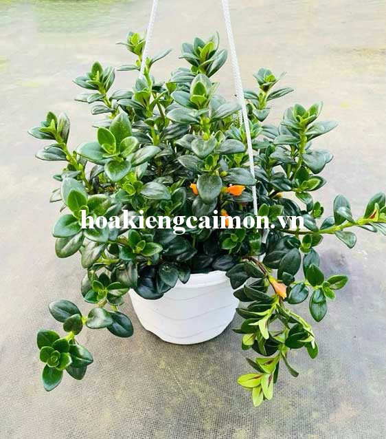 Cây Kiểng Lá Cá Vàng