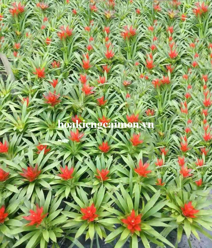 Cây Kiểng Lá Phong Lộc Hoa - Ảnh 5