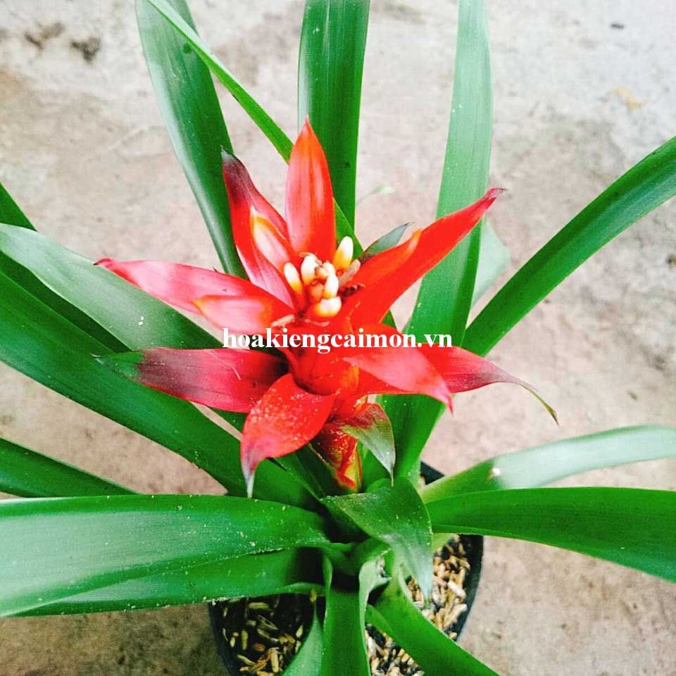 Cây Kiểng Lá Phong Lộc Hoa - Ảnh 8