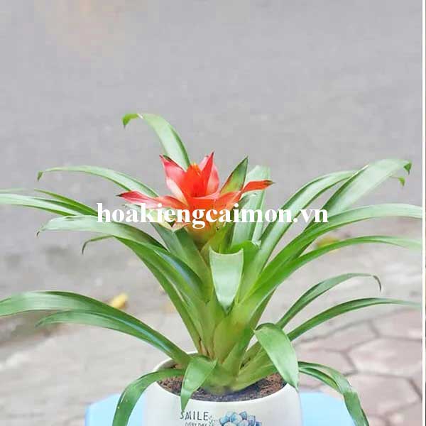 Cây Kiểng Lá Phong Lộc Hoa - Ảnh 9