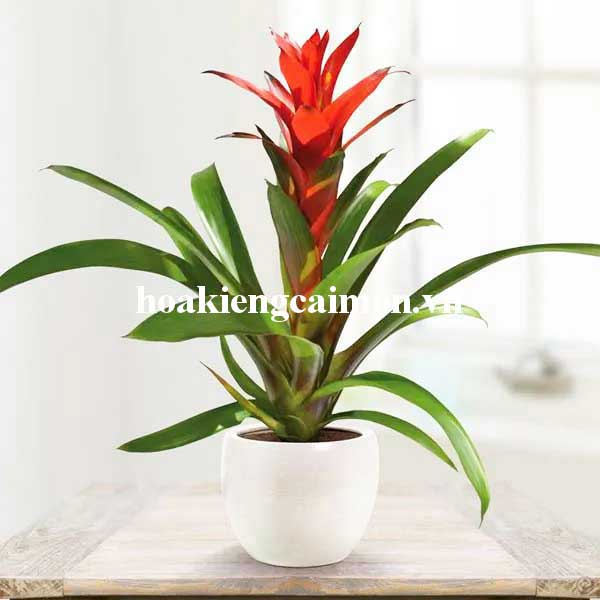 Cây Kiểng Lá Phong Lộc Hoa - Ảnh 10