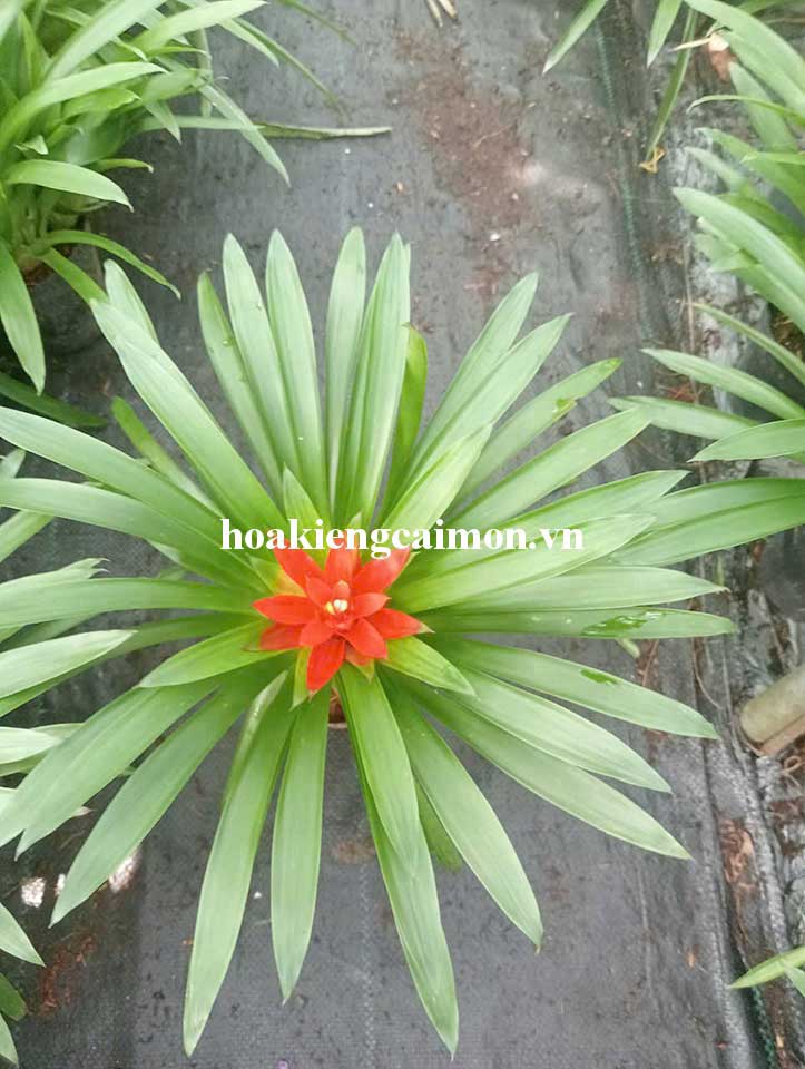 Cây Kiểng Lá Phong Lộc Hoa - Ảnh 12