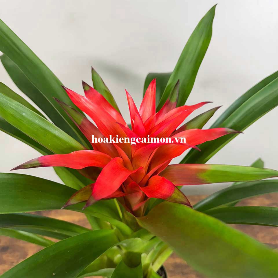 Cây Kiểng Lá Phong Lộc Hoa - Ảnh 25