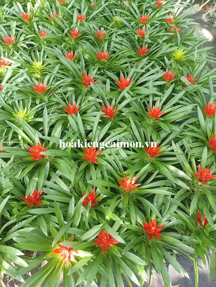 Cây Kiểng Lá Phong Lộc Hoa - Ảnh 15
