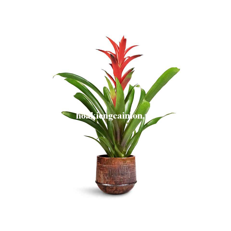 Cây Kiểng Lá Phong Lộc Hoa - Ảnh 16