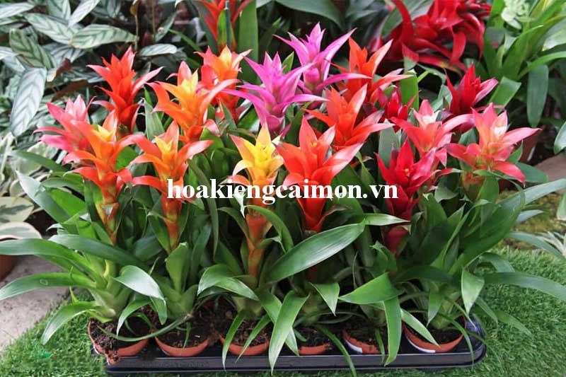 Cây Kiểng Lá Phong Lộc Hoa - Ảnh 17