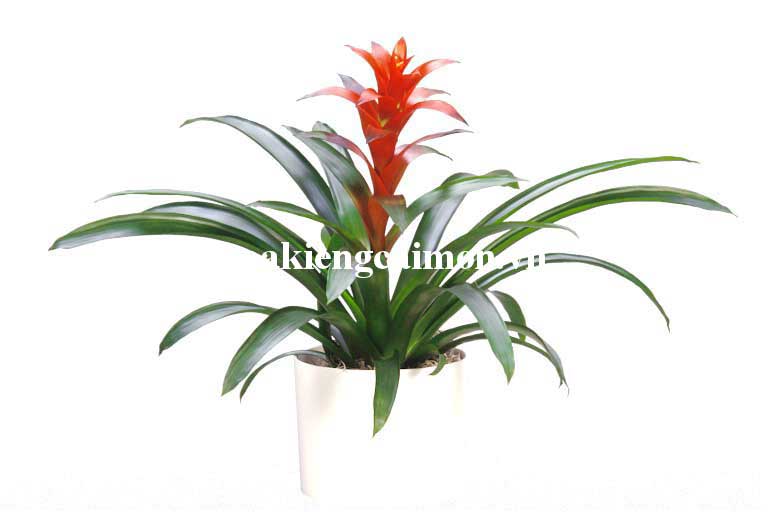 Cây Kiểng Lá Phong Lộc Hoa - Ảnh 18